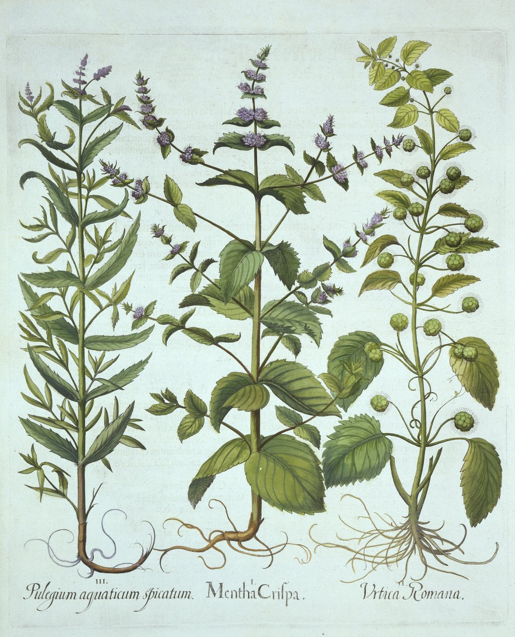 Spearmint, Roman Nettle and Long-Leaved Horsemint, fra Hortus Eystettensis, af Basil Besler (1561-1629), pub. 1613 (håndkoloreret gravering) af German School