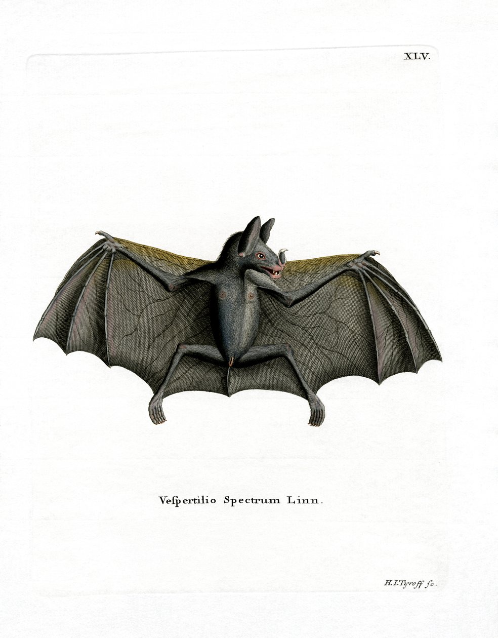 Spectral Bat (farvet indgravering) af German School