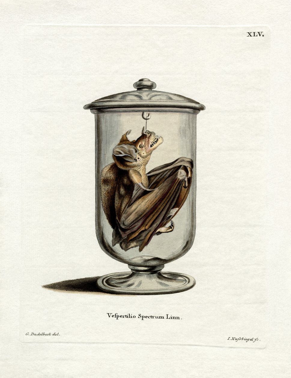 Spectral Bat (farvet indgravering) af German School