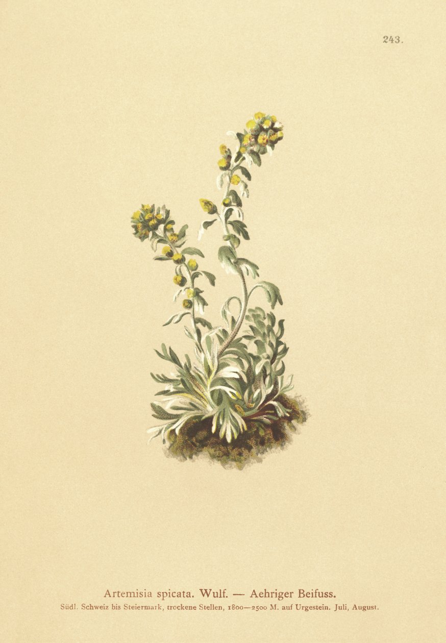 Spiddet malurt (Artemisia spicata, Artemisia bocconei, Artemisia genipi) af German School