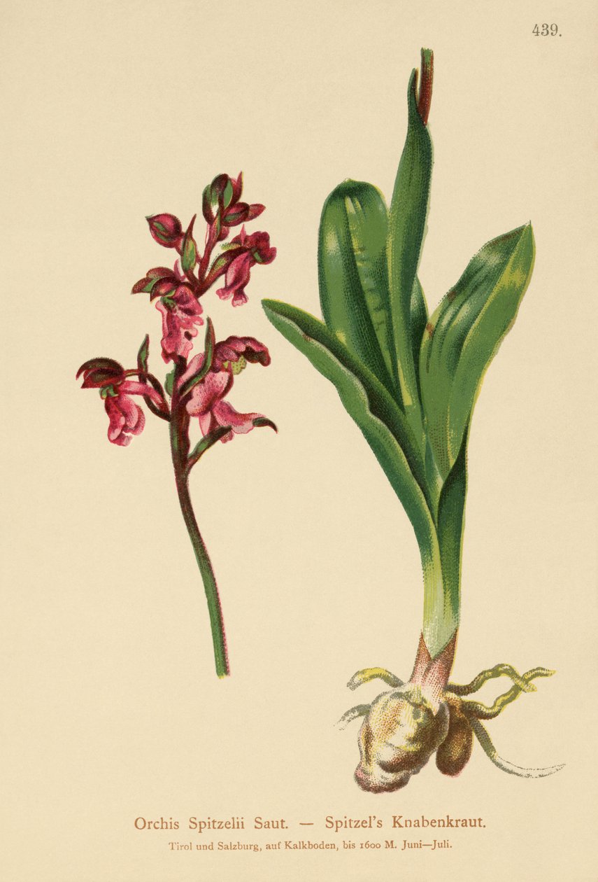 Spitzel