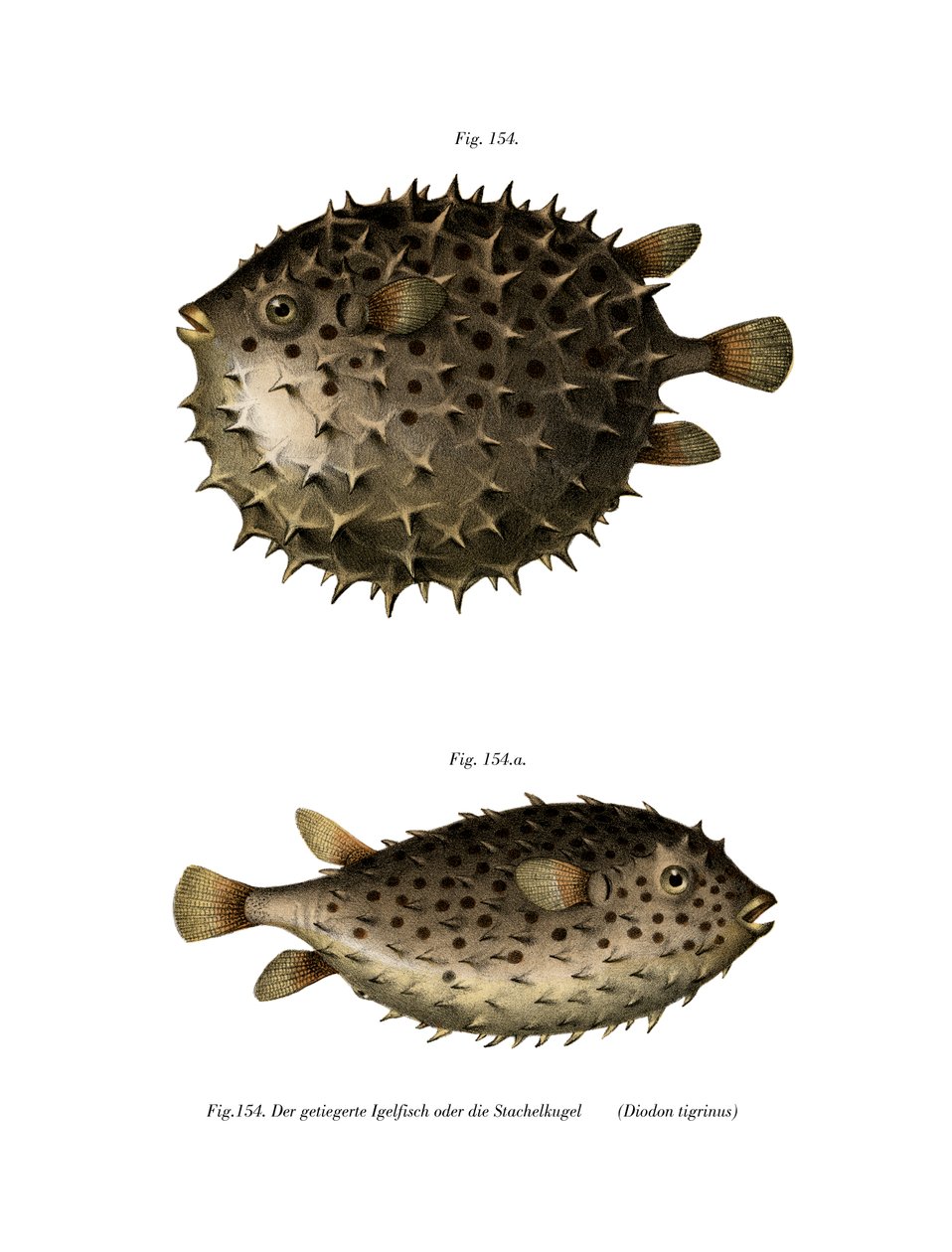 Spotfin Burrfish (farve litho) af German School