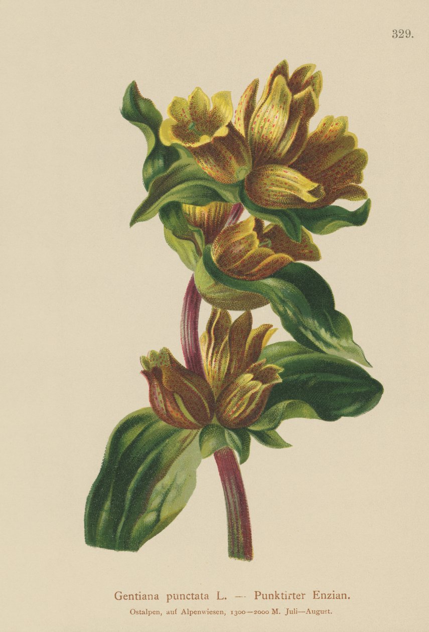 Plettet ensian (Gentiana punctata) af German School