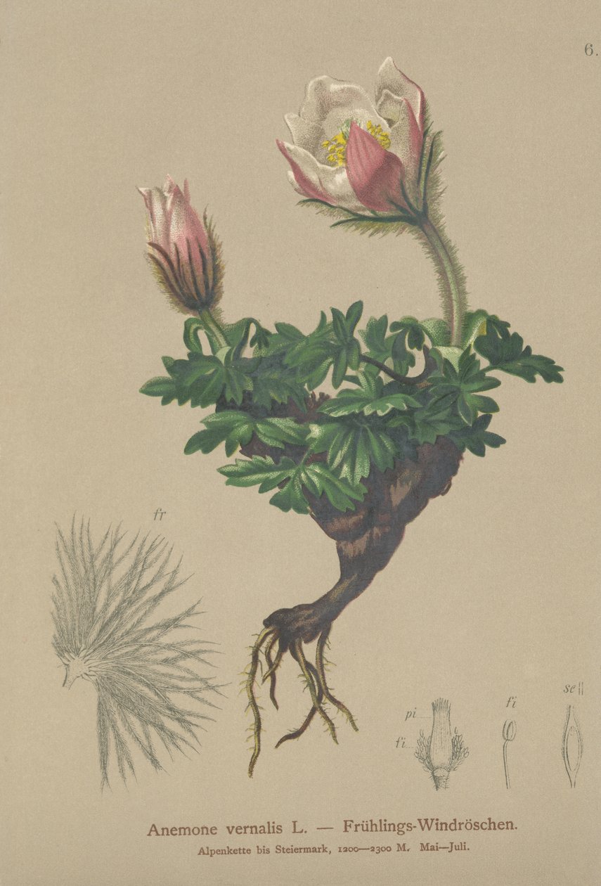 Forårsanemone (Anemone vernalis, Pulsatilla vernalis) af German School