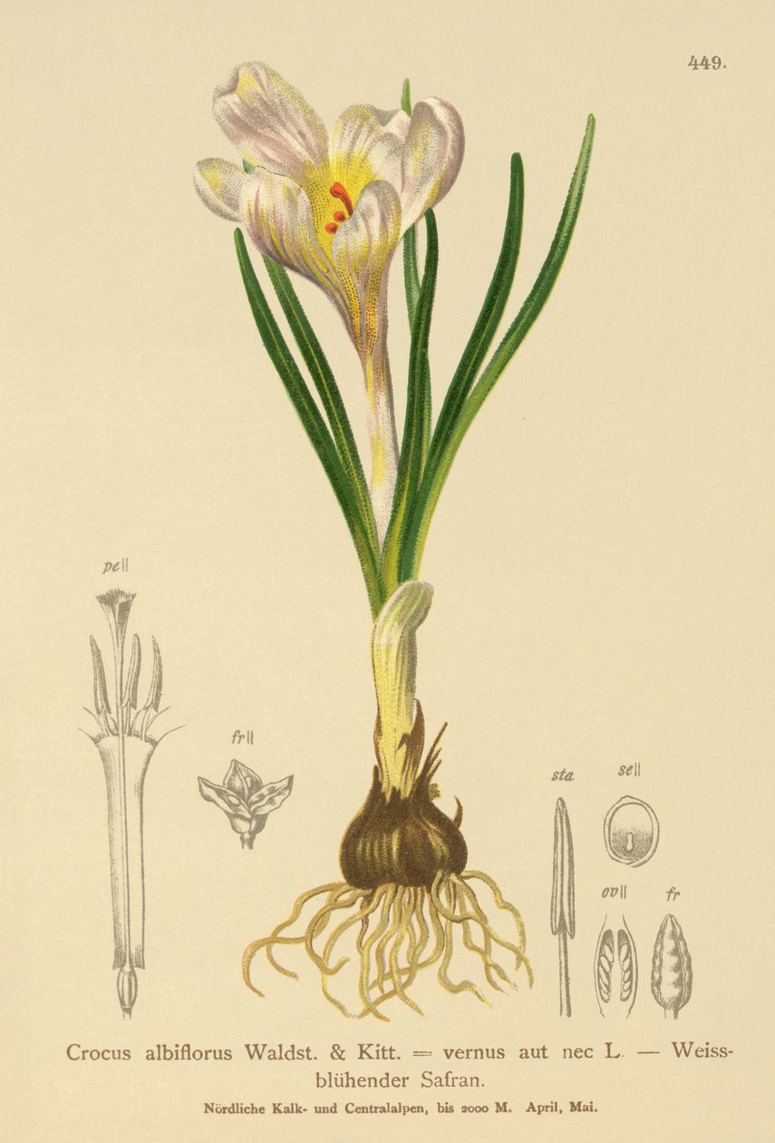 Forårskrokus (Crocus albiflorus, Crocus vernus) af German School