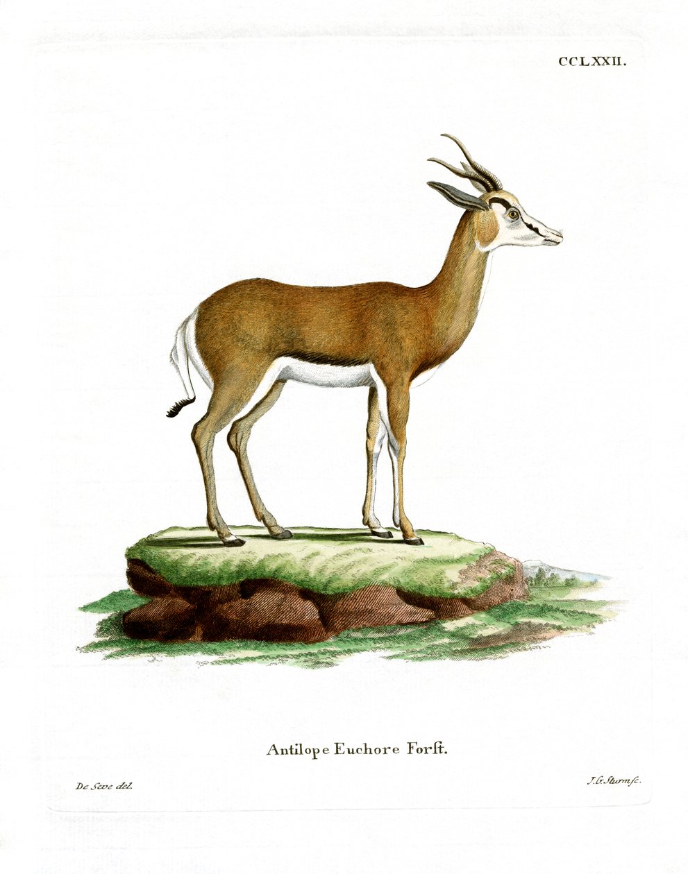 Springbok (farvet gravering) af German School