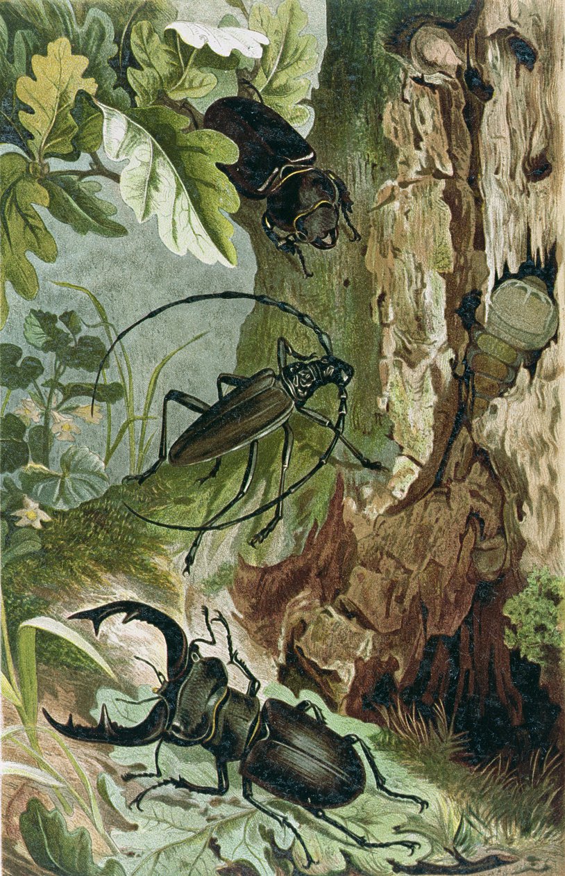 Hjortebille og Langhjørningsbille, tallerken fra Brehms Tierleben: Allgemeine Kunde des Tierreichs, bind 9, s.80, udgivet af Bibliografisk Institut, 1892 af German School