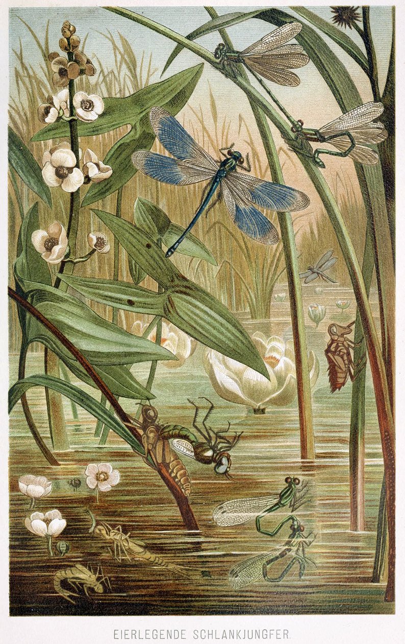Stages of Development of a Damselfly, fra Brehms Tierleben, pub. 1860