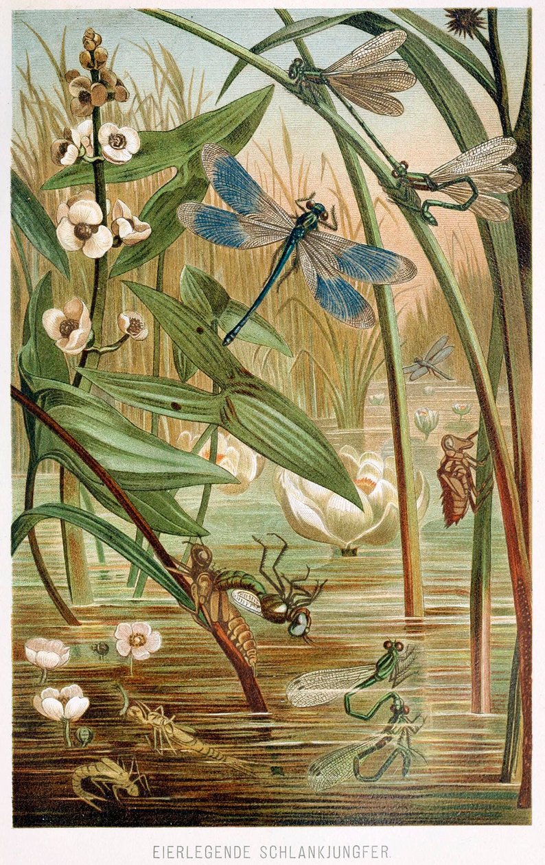 Stadier af udvikling af en damselfly, fra Brehms Tierleben, pub. 1860