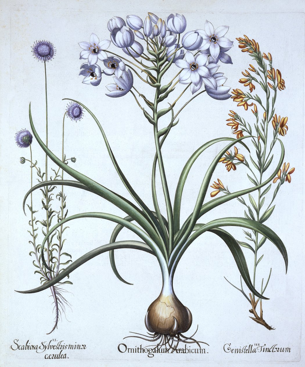 Star of Bethlehem, med blåblomstrede fårbit og farvestoffer Greenwood, fra Hortus Eystettensis, af Basil Besler (1561-1629), pub. 1613 (håndkoloreret gravering) af German School