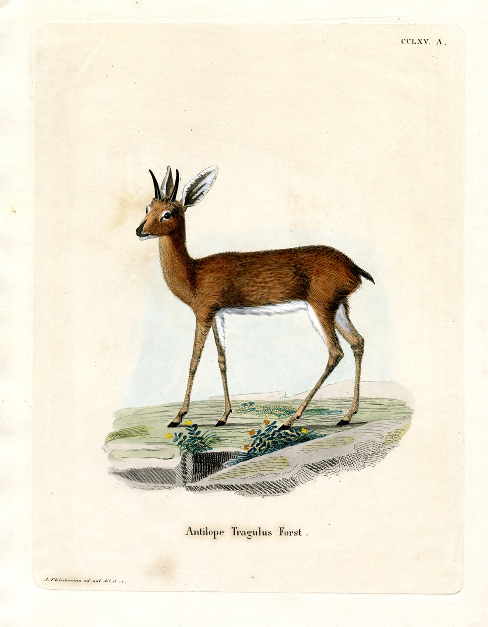 Steenbok (farvet gravering) af German School