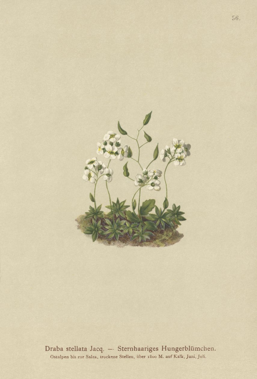 Stellated Whitlow-grass (Draba stellata) af German School