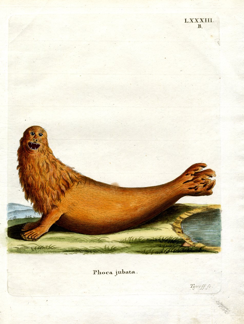 Steller Sea Lion (farvet gravering) af German School