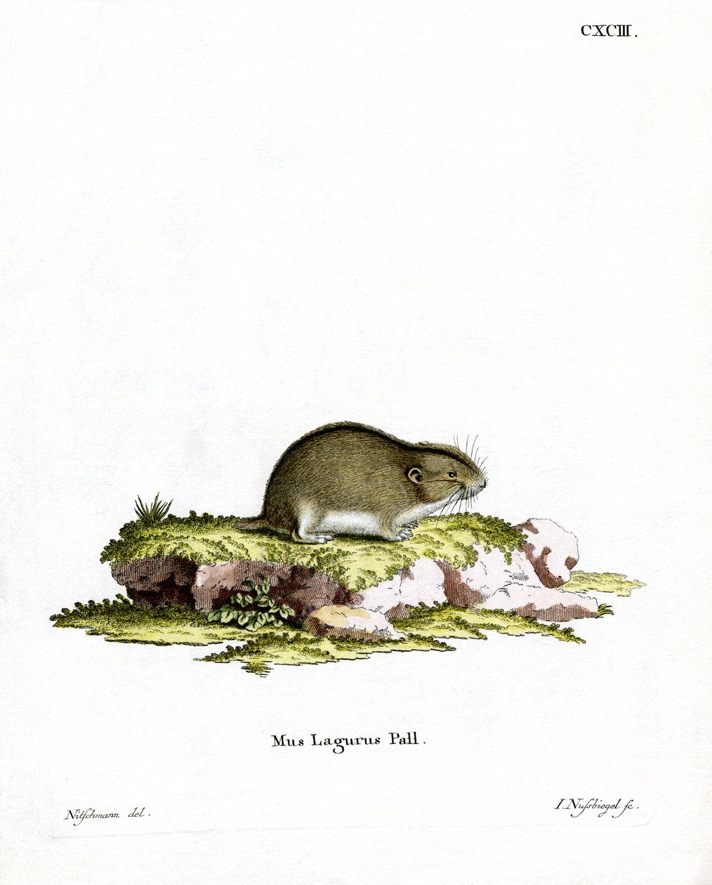 Steppe Lemming (farvet gravering) af German School