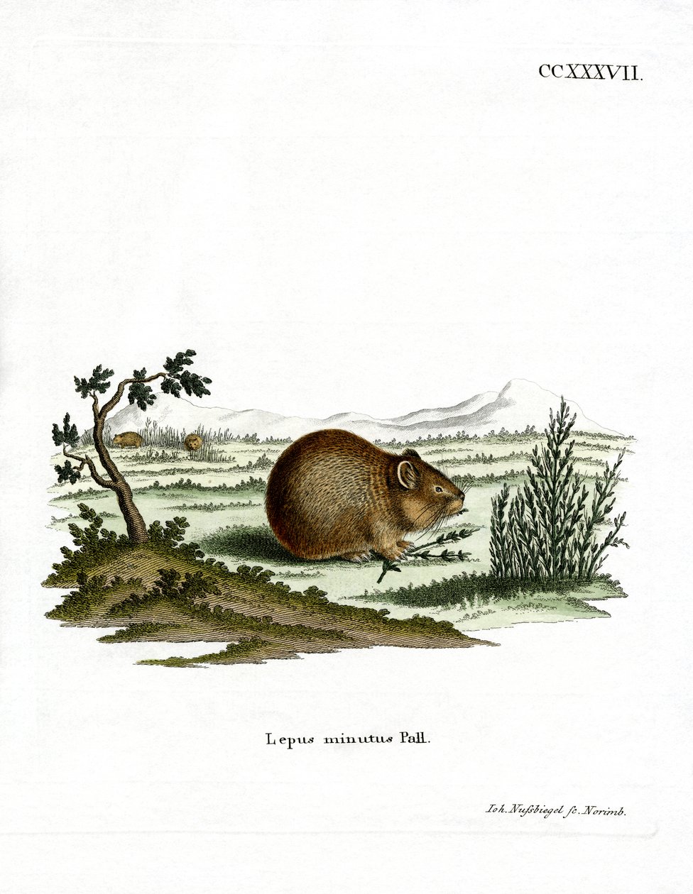 Steppe Pika (farvet gravering) af German School