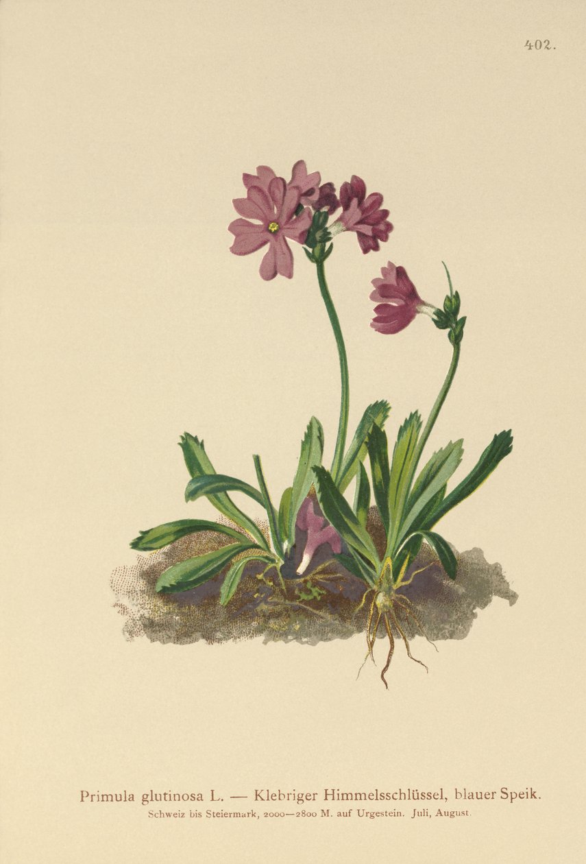 Sticky Primrose (Primula glutinosa) af German School