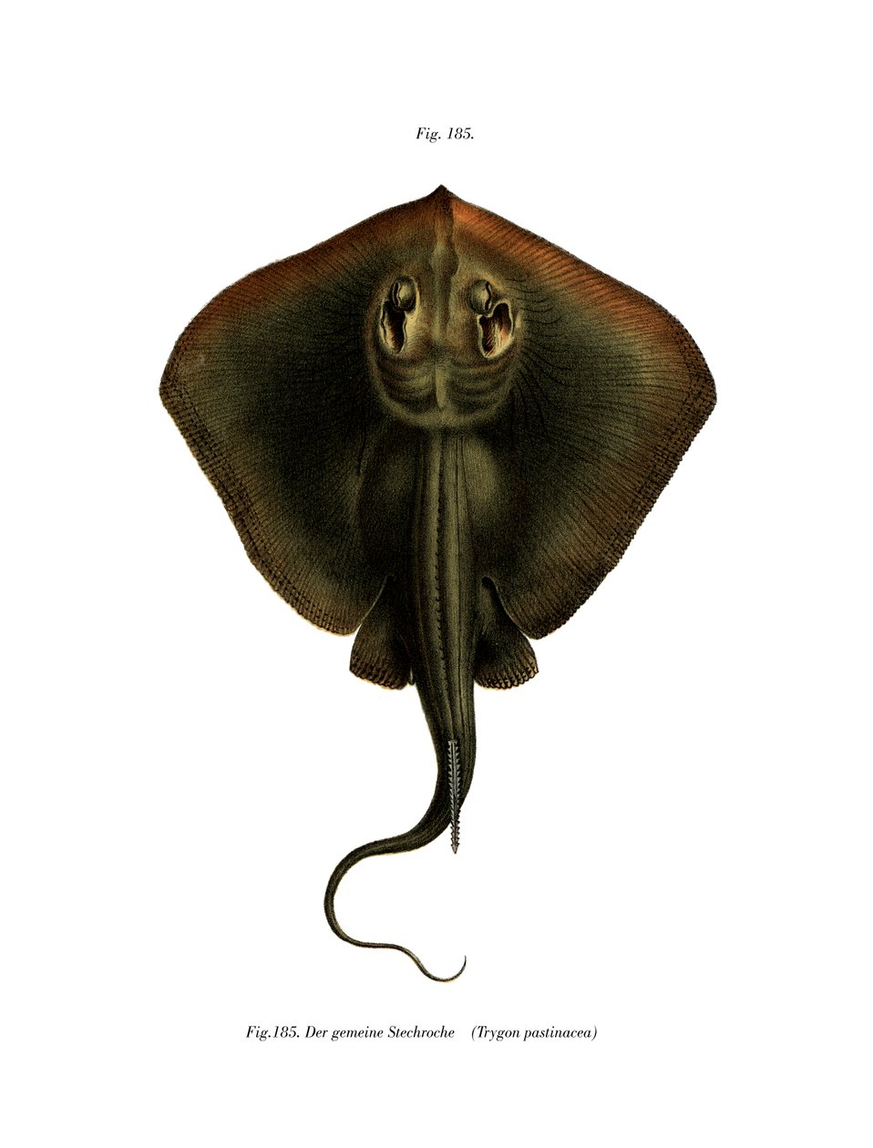 Sting Ray (farve litho) af German School
