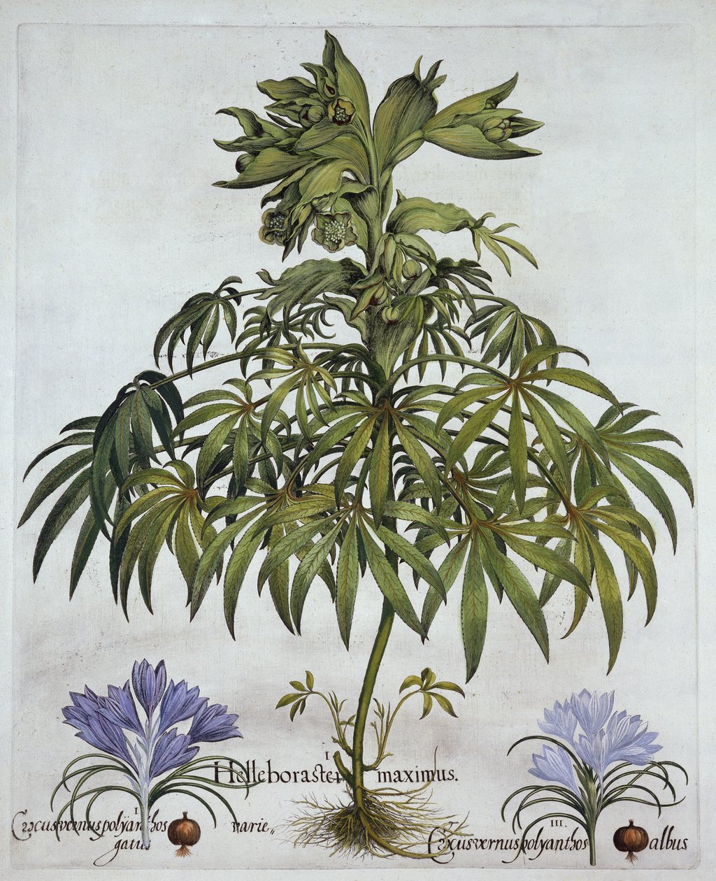 Stinking Hellebore, and Two Kinds of Crocus, fra Hortus Eystettensis, af Basil Besler (1561-1629), pub. 1613 (håndkoloreret gravering) af German School