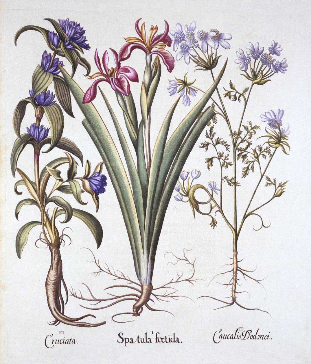 Stinking Iris, Orlaya og Crosswort Gentian, fra Hortus Eystettensis, af Basil Besler (1561-1629), pub. 1613 (håndfarvet gravering) af German School