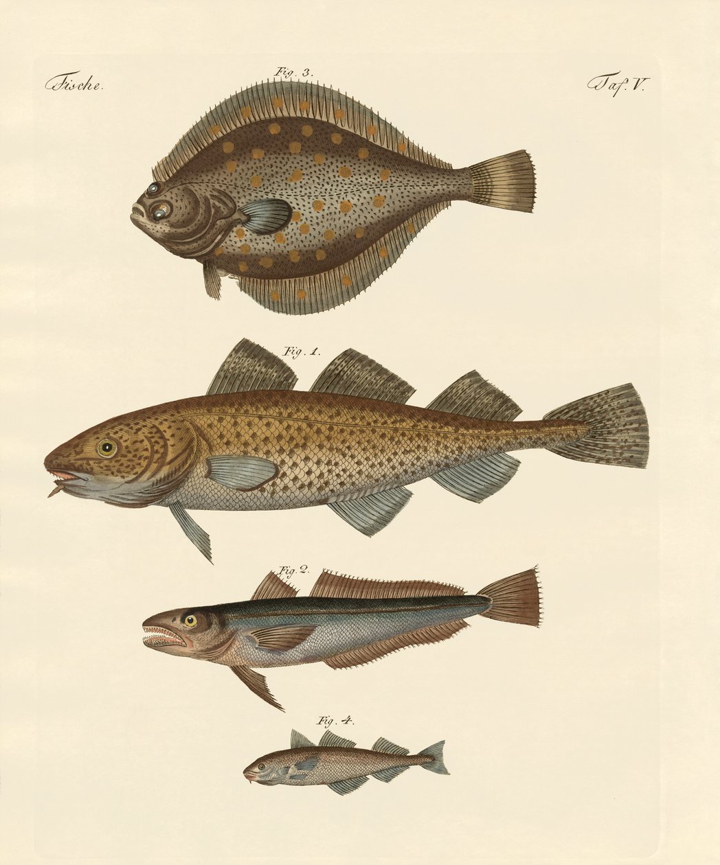 Tørfisk af German School
