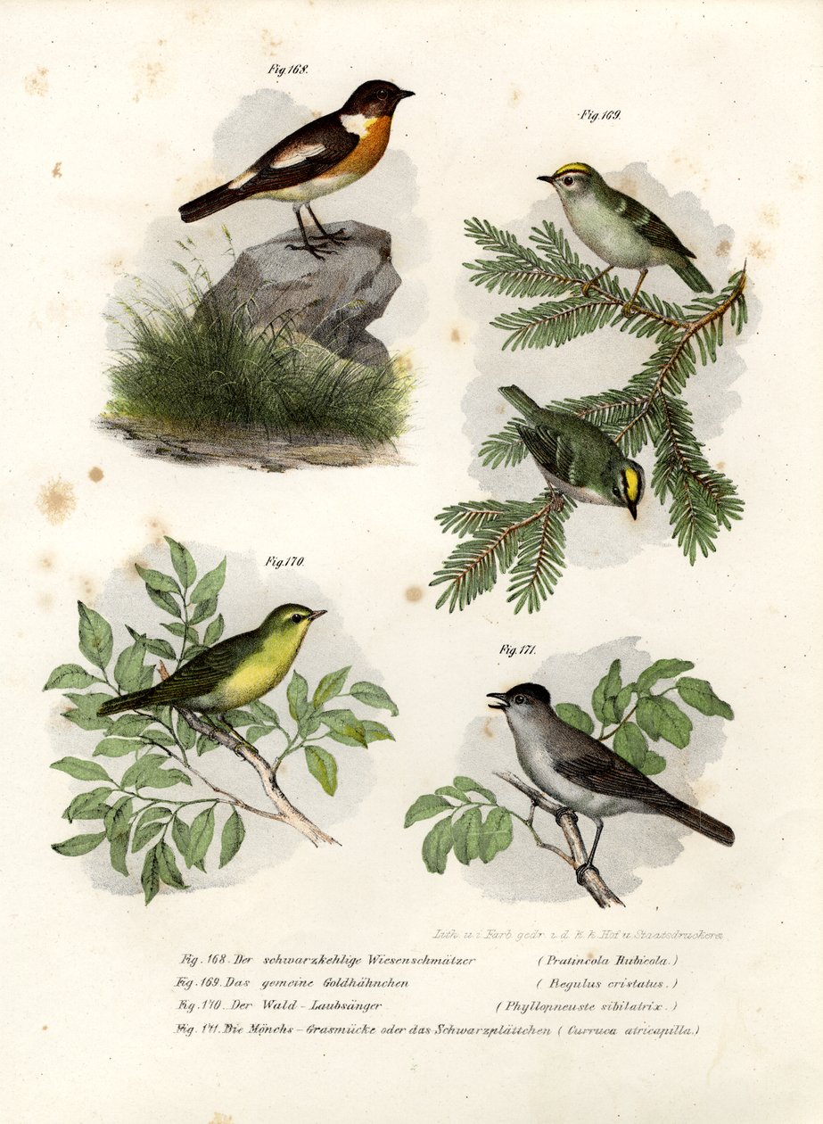 Stonechat, 1864 af German School