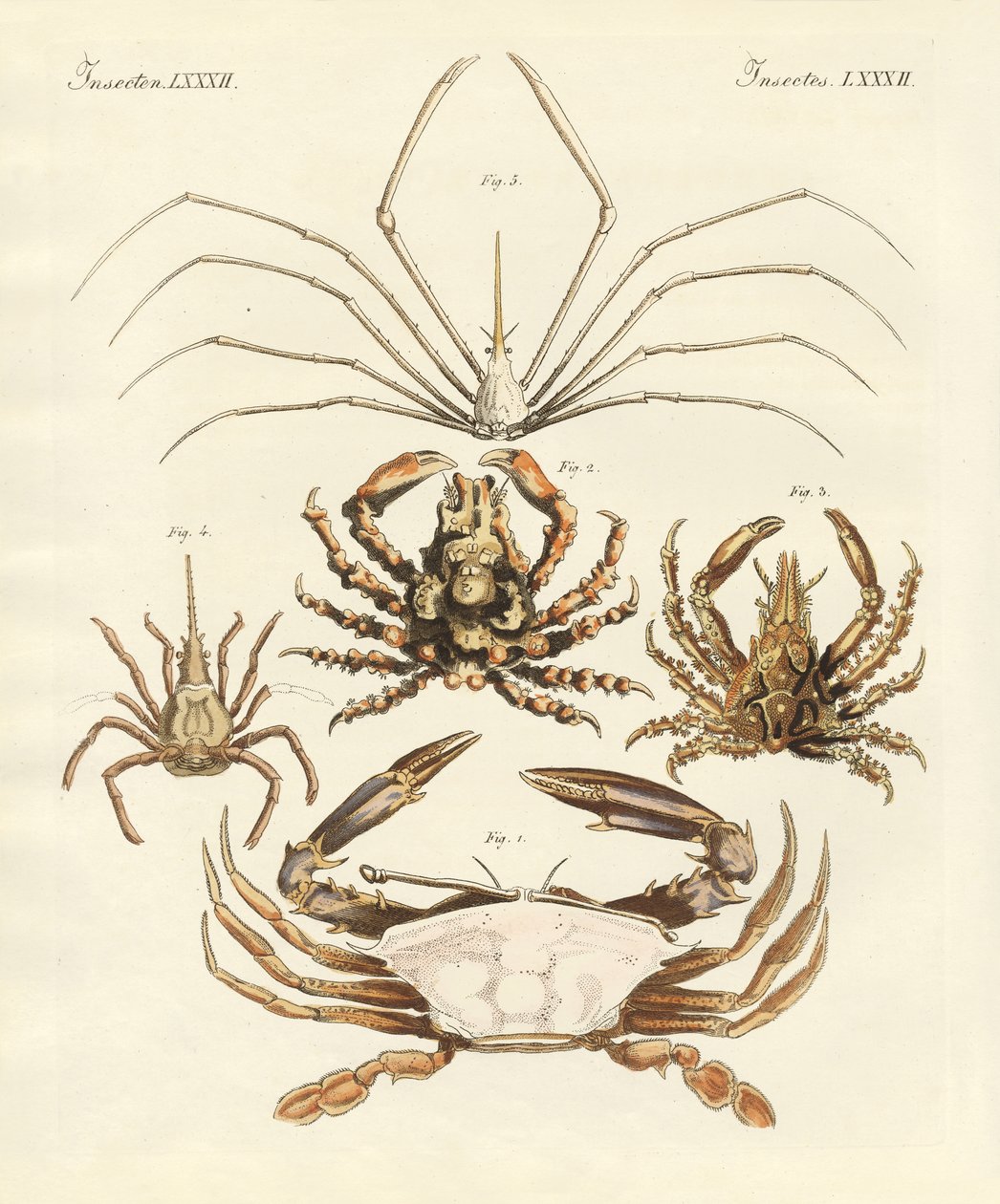 Mærkelige krabber (farvet indgravering) af German School