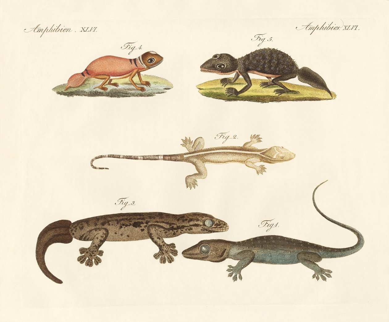 Mærkelige dinosaurier (farvet gravering) af German School