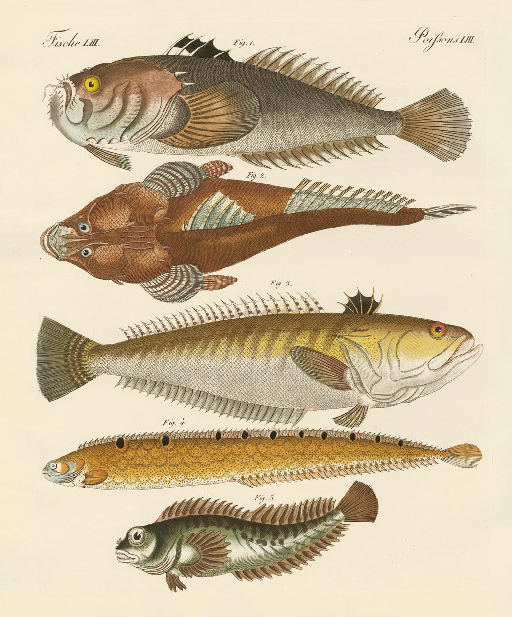 Mærkelig fisk (farvet gravering) af German School
