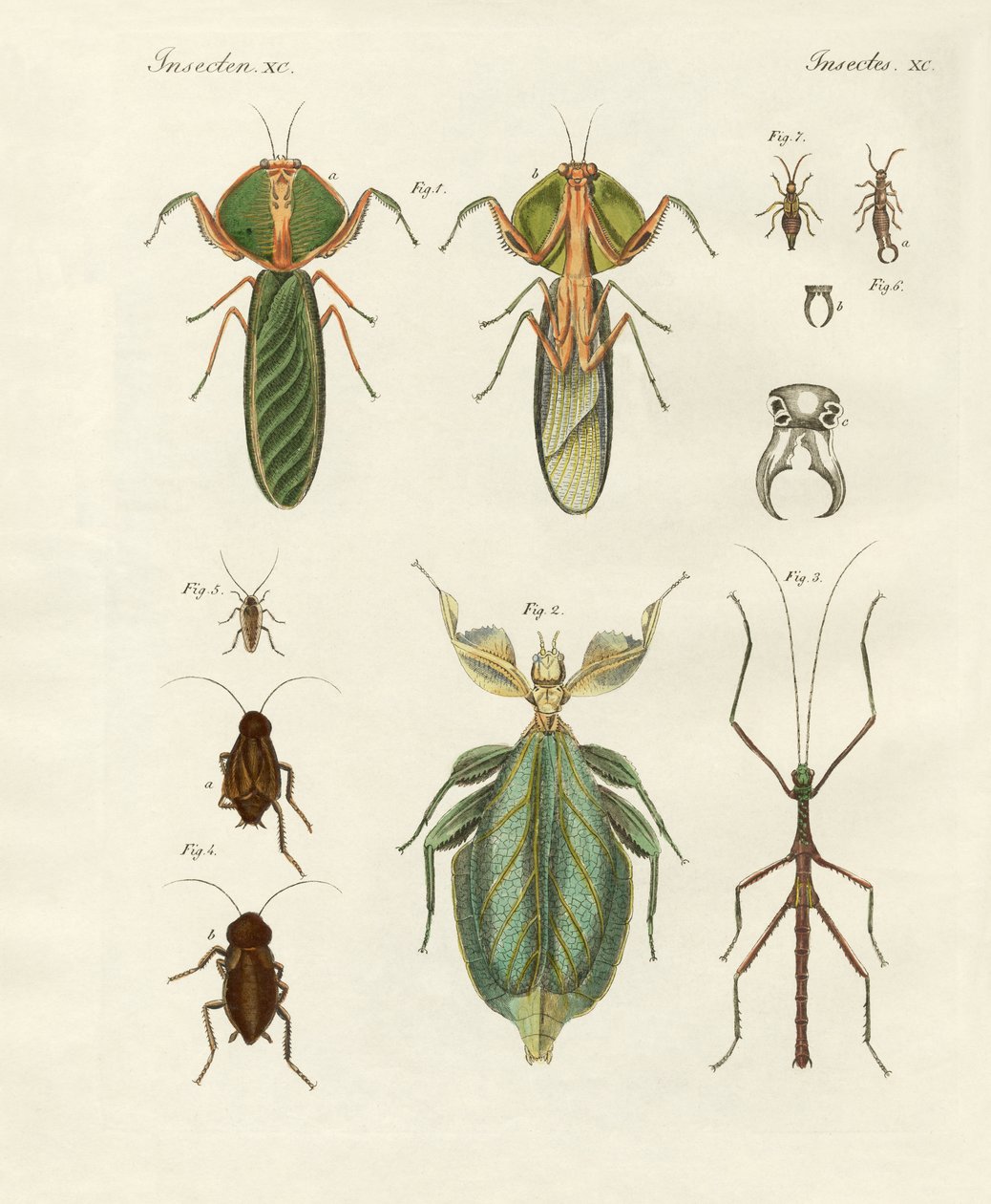 Mærkelige insekter (farvet indgravering) af German School