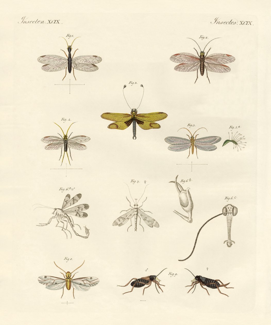 Mærkelige insekter (farvet indgravering) af German School