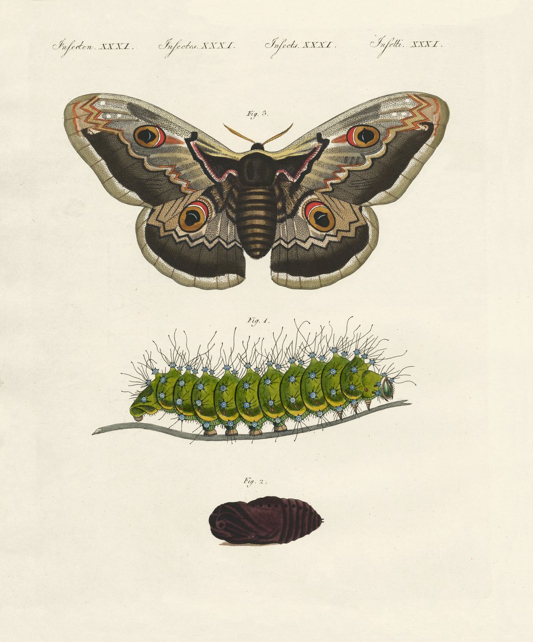 Mærkelige insekter (farvet indgravering) af German School