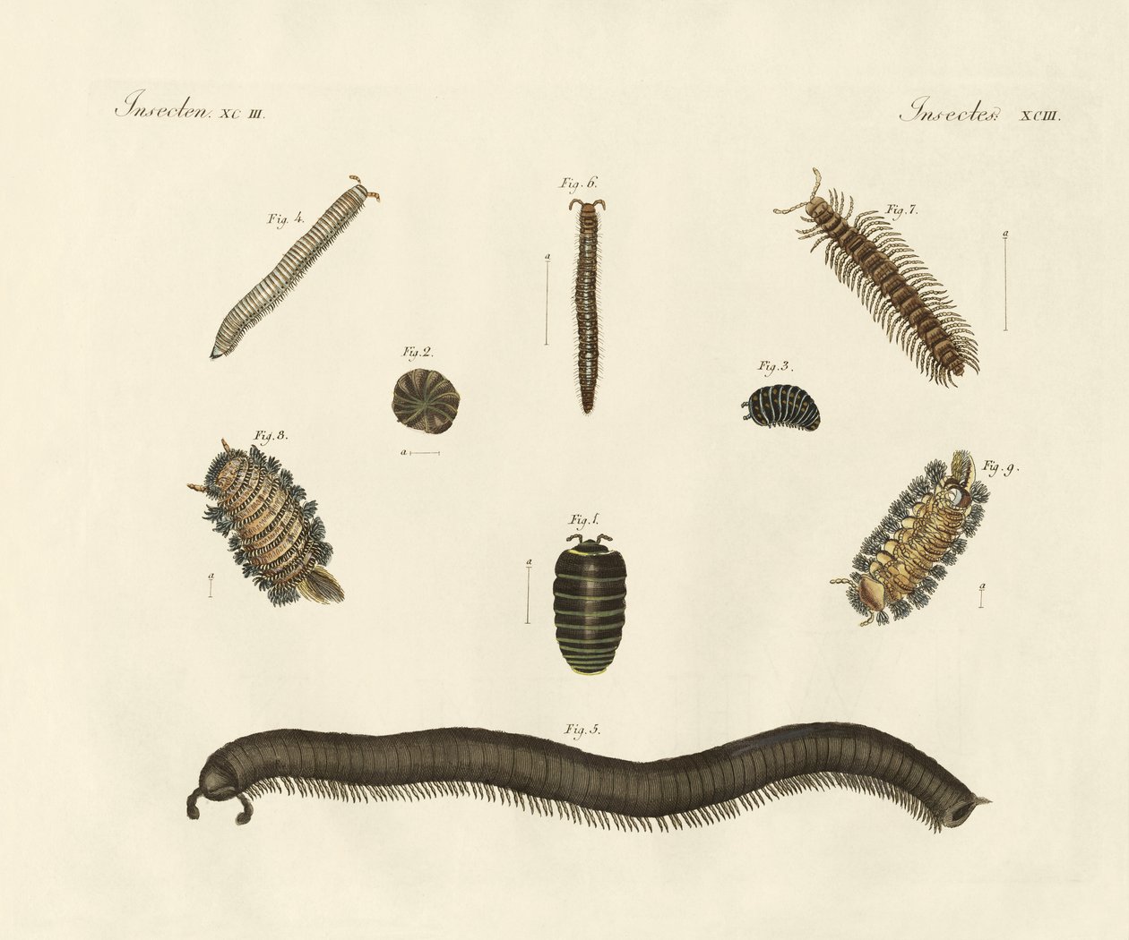 Mærkelige insekter (farvet indgravering) af German School