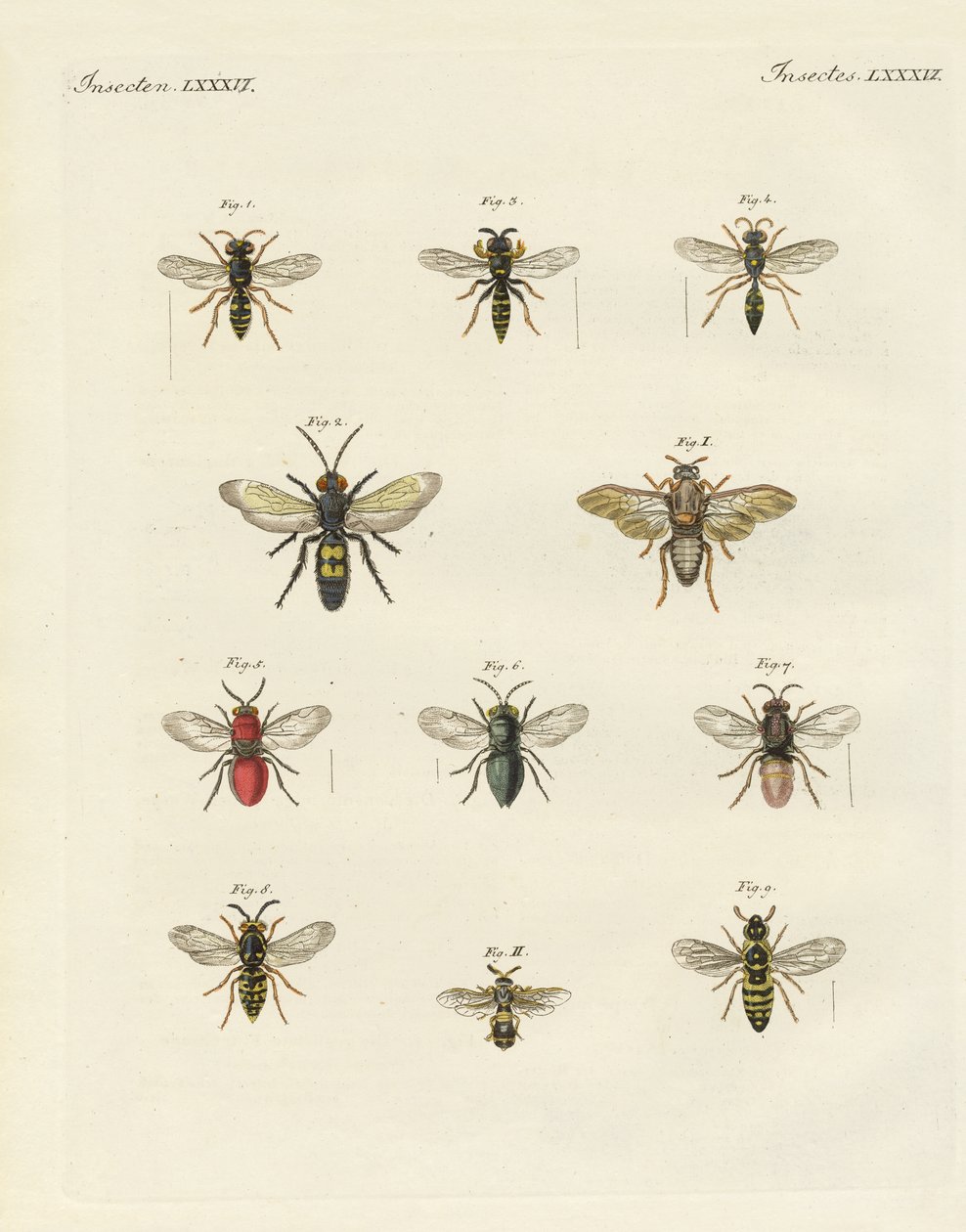 Mærkelige insekter (farvet indgravering) af German School