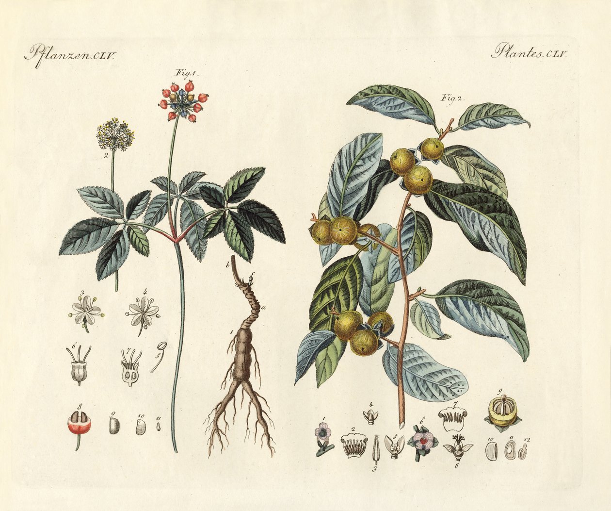 Mærkelige planter (farvet gravering) af German School