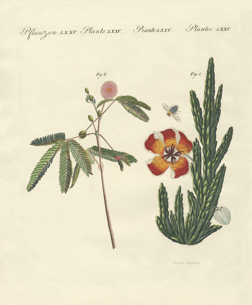 Mærkelige planter af German School