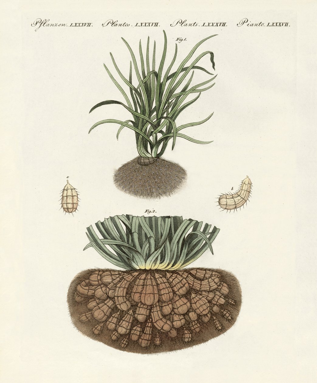 Mærkelige planter af German School
