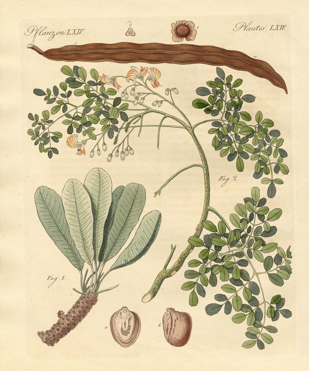 Mærkelige planter af German School