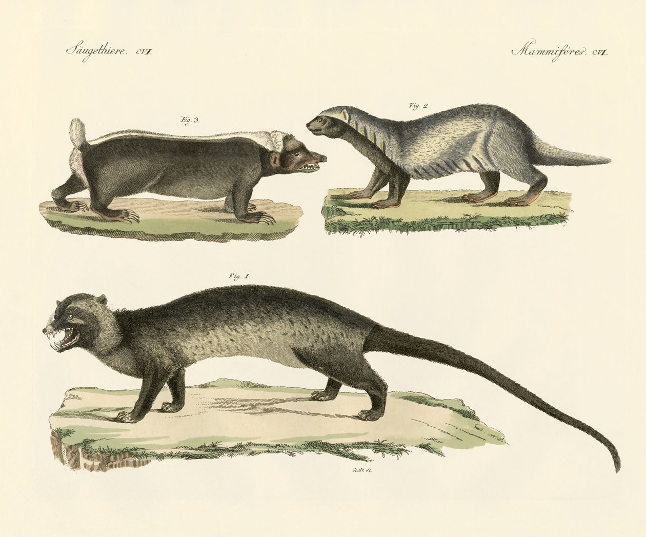 Mærkelige skunks (farvet indgravering) af German School