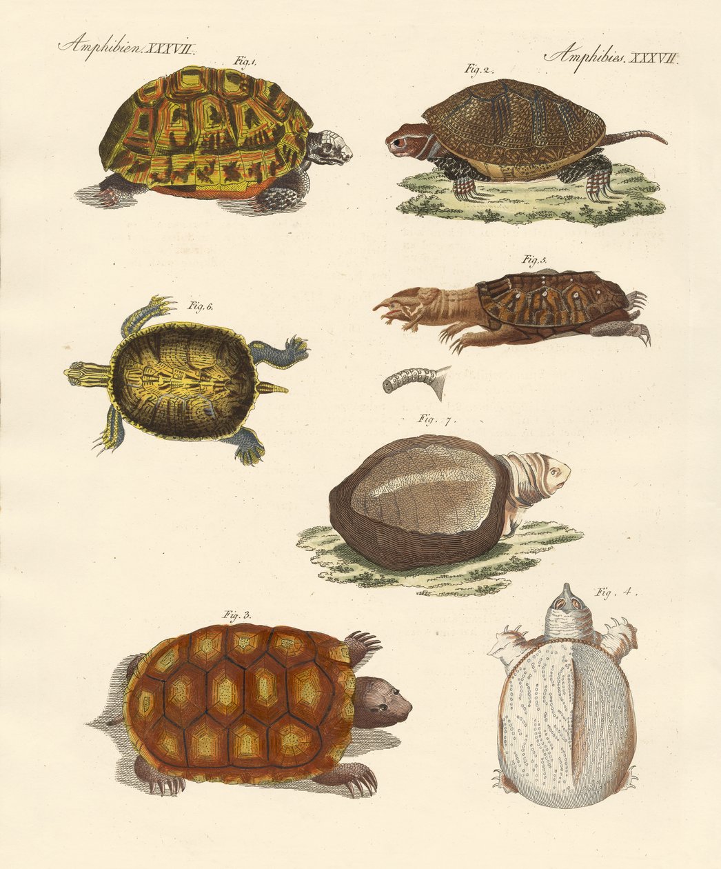 Mærkelige skildpadder af German School