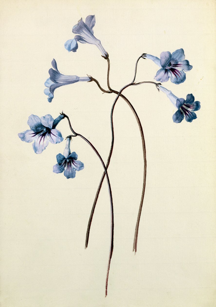 Streptocarpus, ca. 1790 (wc på papir) af German School