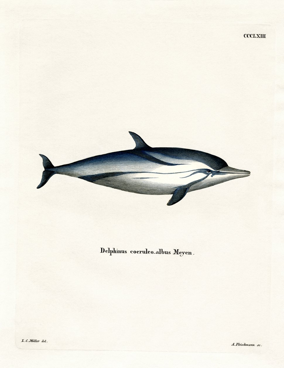 Stribet delfin (farvet indgravering) af German School
