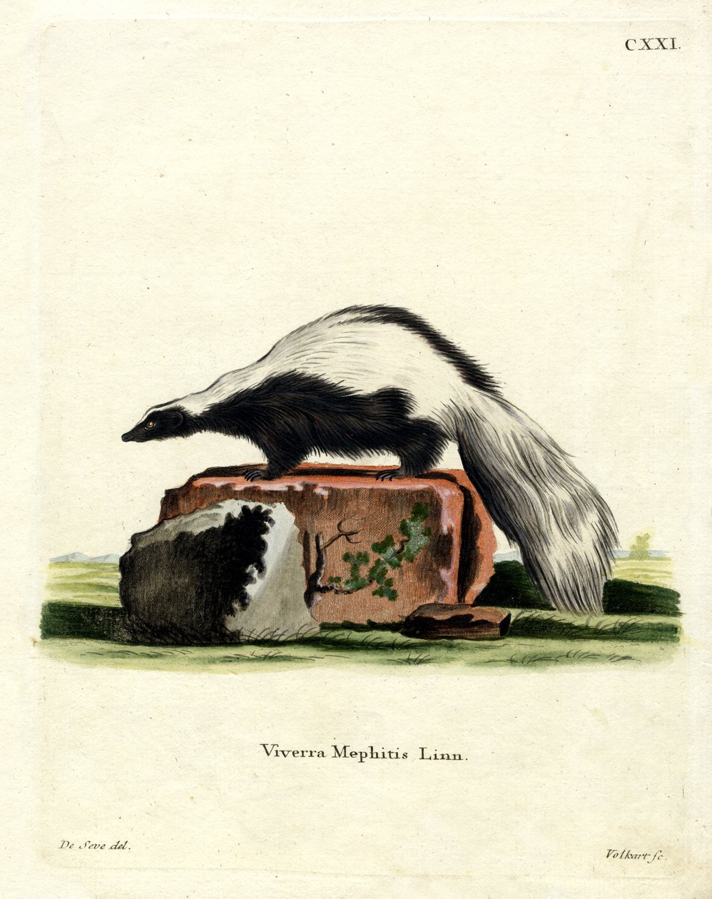 Stribet Skunk (farvet gravering) af German School