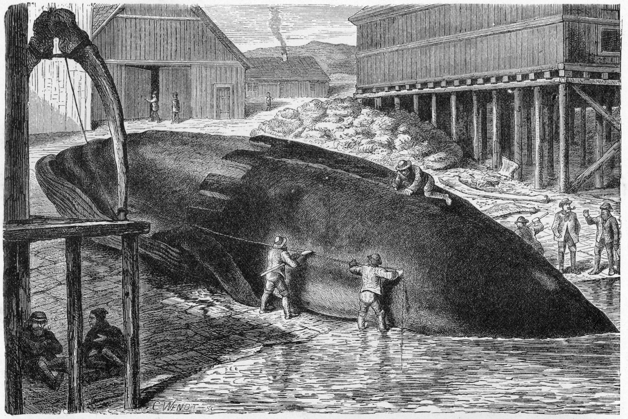 Fjernelse af spæk fra en hval i Finland, 1893 af German School