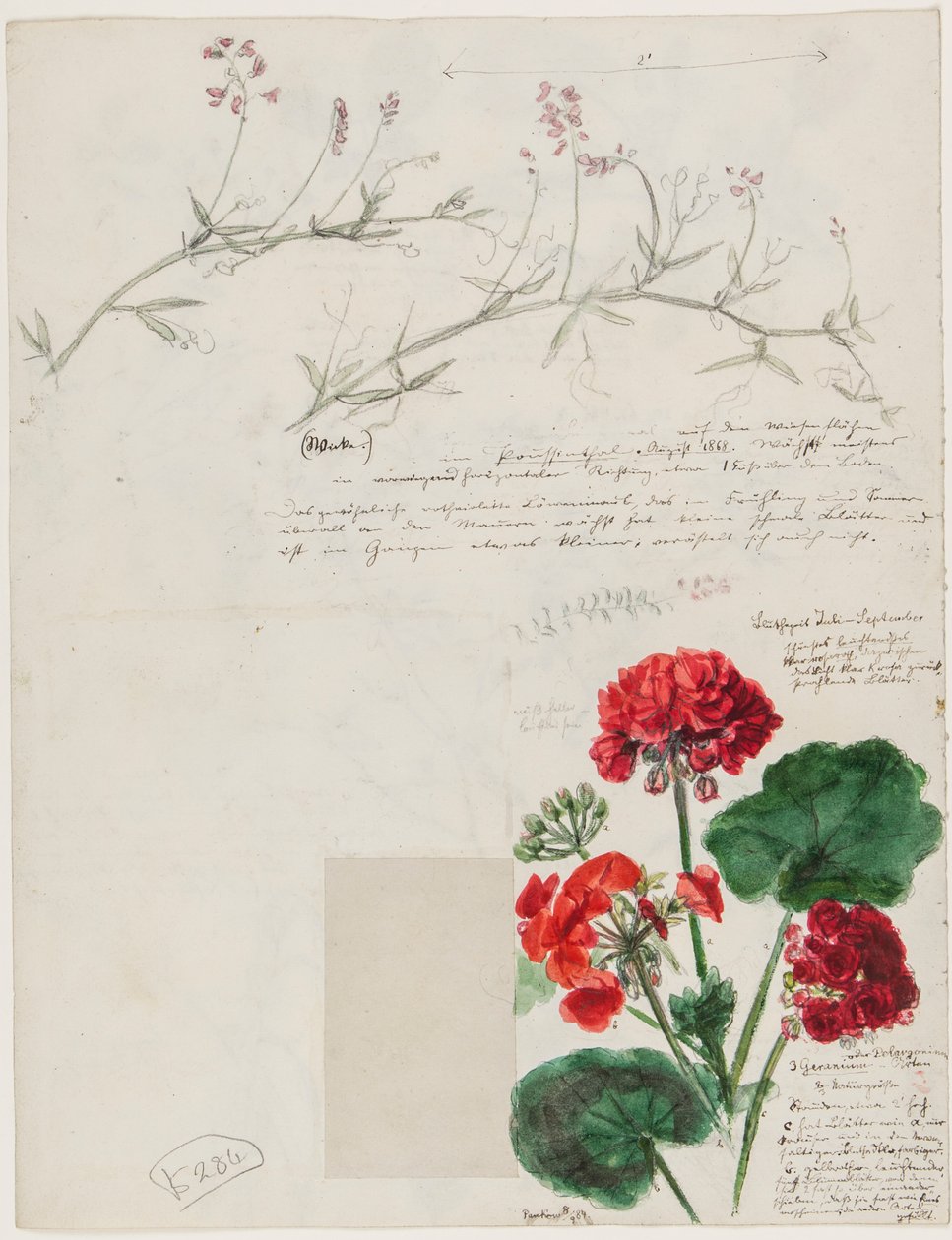 Studier af planter og figurer lavet i Rom og Pankow, Berlin, 1868 af German School