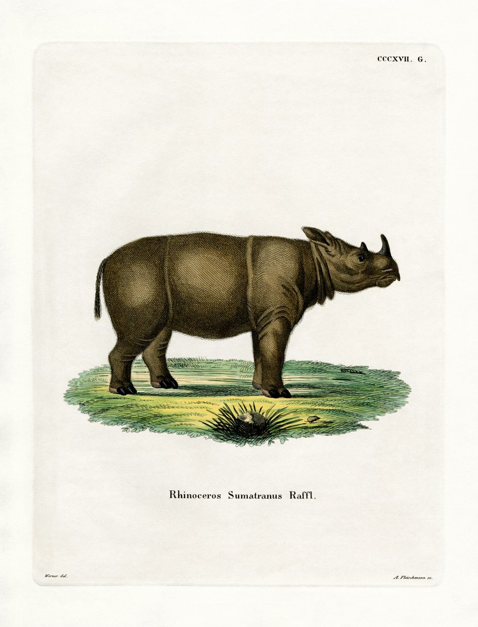Sumatran Rhinoceros (farvet indgravering) af German School