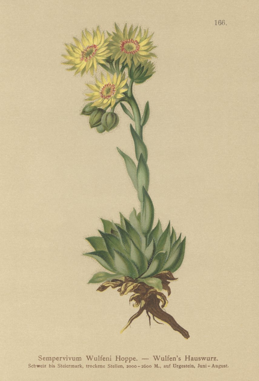 Solhusblad (Sempervivum Wulfenii) af German School