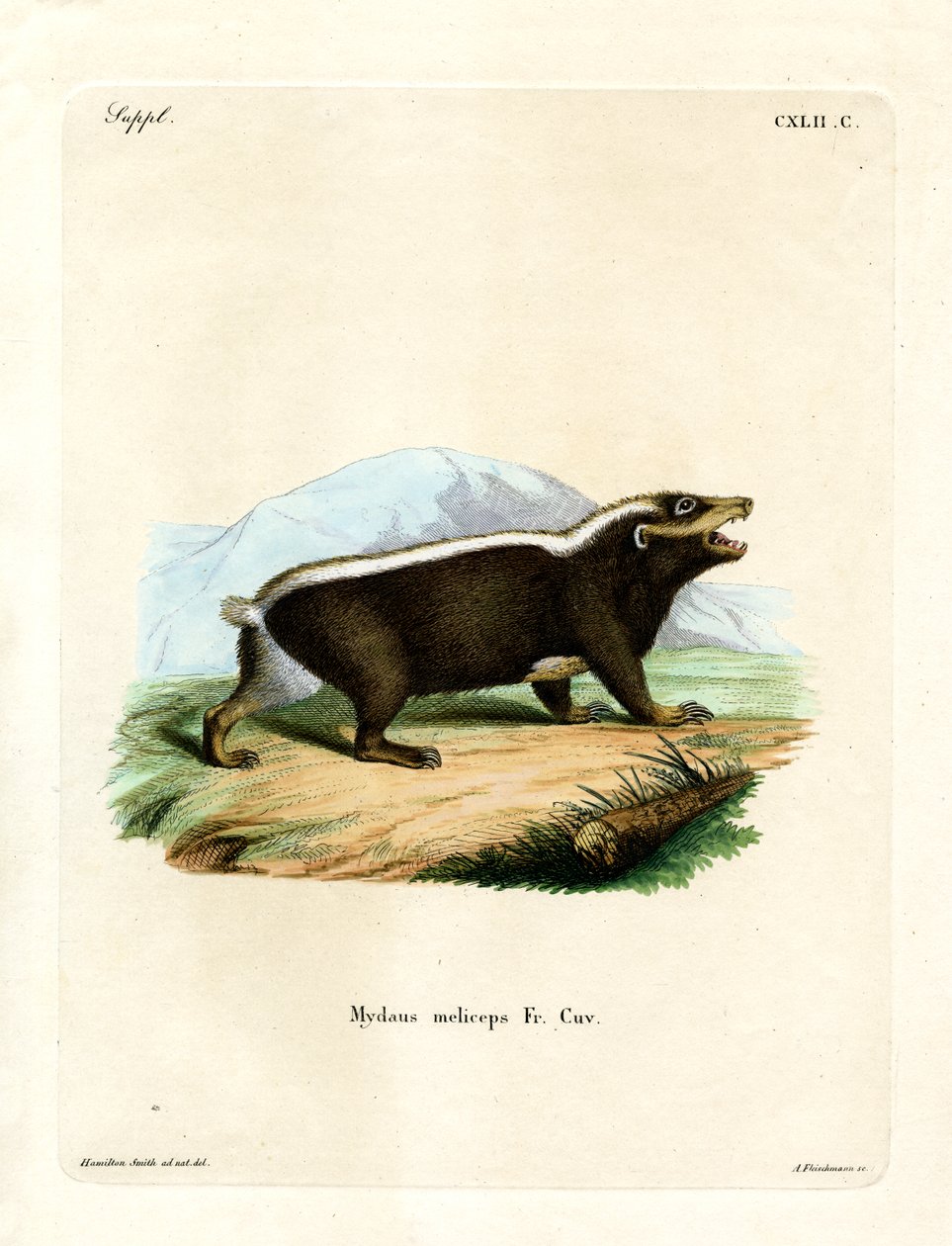 Sunda Stink Badger (farvet gravering) af German School