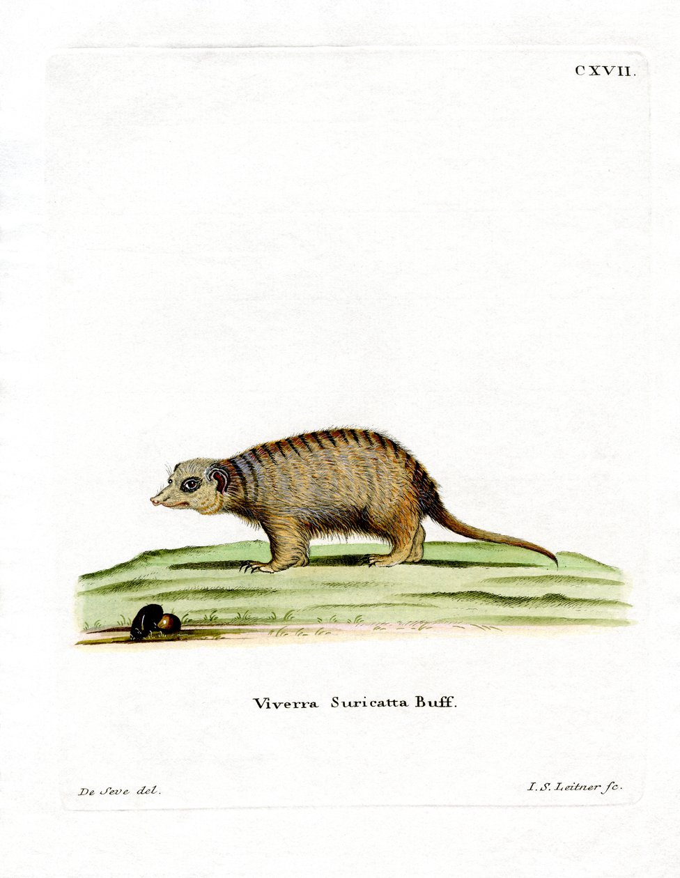 Surikate (farvet gravering) af German School