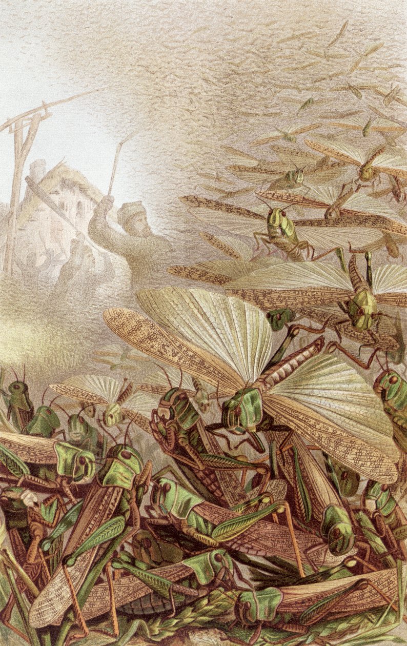 Swarm of Migratory Locusts, plade fra Brehms Tierleben: Allgemeine Kunde des Tierreichs, bind 9, s.592, udgivet af Bibliografisk Institut, 1892 af German School