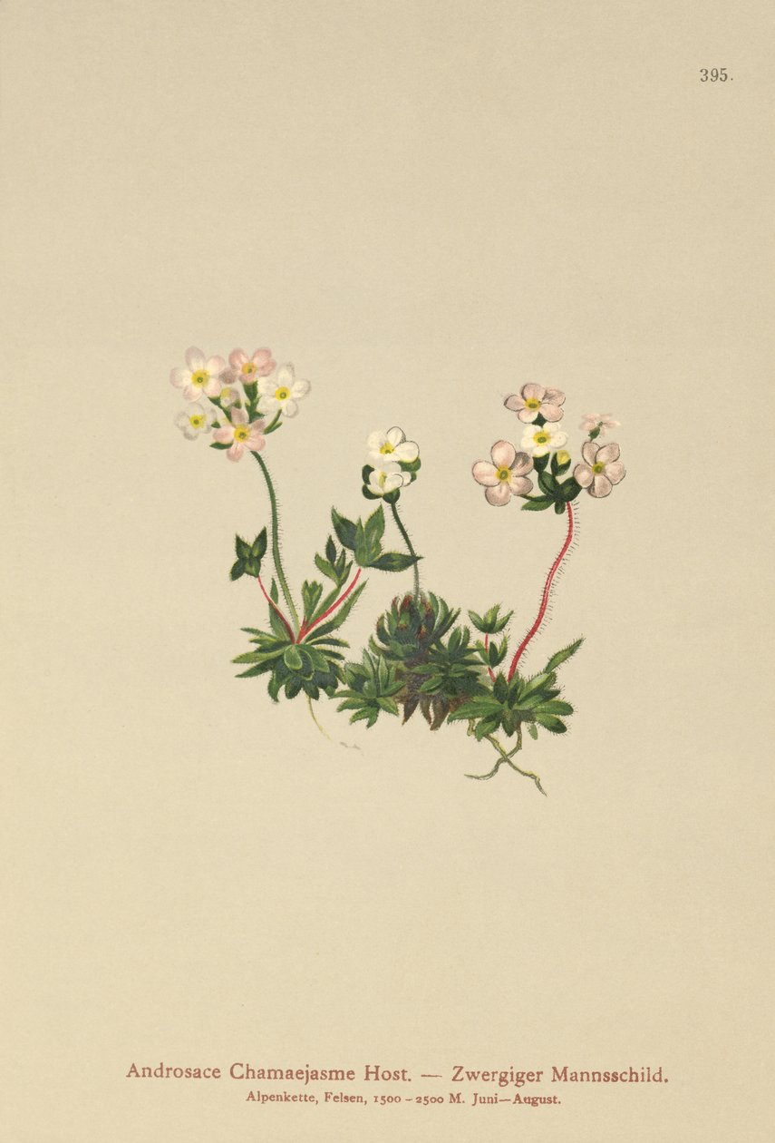 Sweetflower Rockjasmine (Androsace Chamaejasme) af German School
